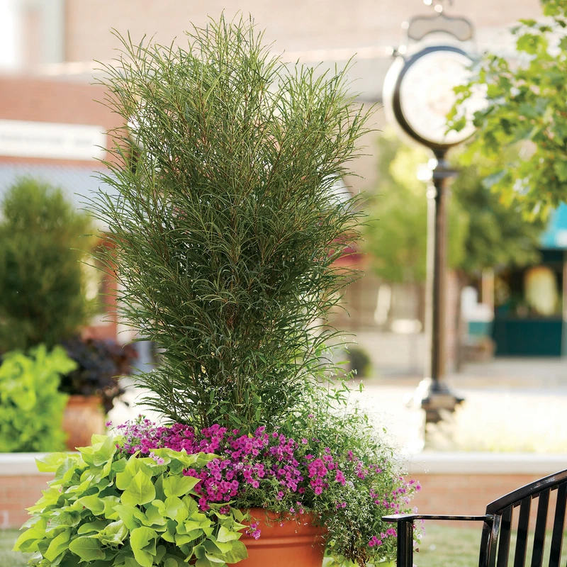 Fine Line® Rhamnus Fine Line® Rhamnus -Great Garden Plants Shop RhamnusFineLineMixedContainer 800x800 fba783c