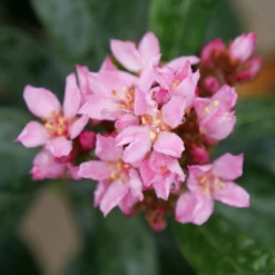 La Vida Grande™ Indian Hawthorn -Great Garden Plants Shop RhaphiolepisLaVidaGrandeP1075031 800x800 b1236b4