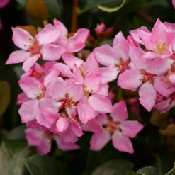 La Vida Mas™ Indian Hawthorn -Great Garden Plants Shop RhaphiolepisLaVidaMsP1001763 800x800 bae5ef5