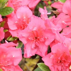 Perfecto Mundo® Epic Coral™ Reblooming Azalea