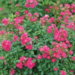 Oso Easy Peasy® Rose -Great Garden Plants Shop Rosa Oso Easy Pleasy 3 P