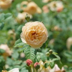 Flavorette™ Honey-Apricot Rose -Great Garden Plants Shop RosaFlavoretteApricot HoneyDSC04303 1080x1080 06ba277