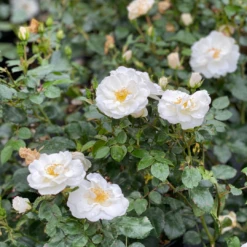 Oso Easy Ice Bay™ Rose -Great Garden Plants Shop RosaOsoEasyIceBayIMG E1357 1080x1080 ad61bb7