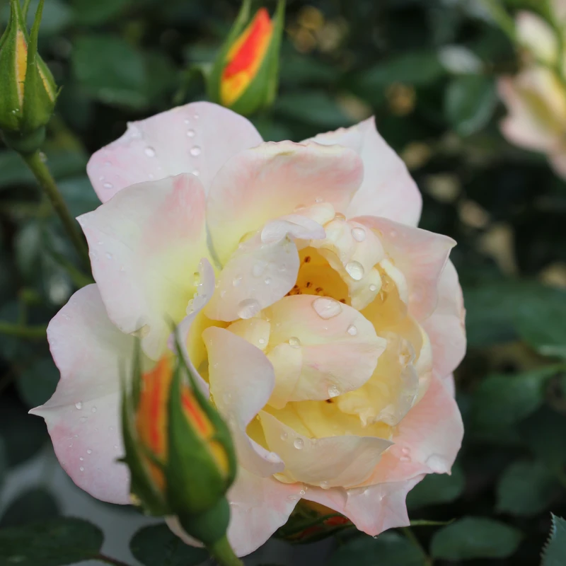 Oso Easy Italian Ice® Rose Oso Easy Italian Ice® Rose -Great Garden Plants Shop RosaOsoEasyItalianIceIMG 5718 800x800 037d7fe