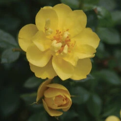 Oso Easy Lemon Zest® Rose -Great Garden Plants Shop RosaOsoEasyLemonZest2