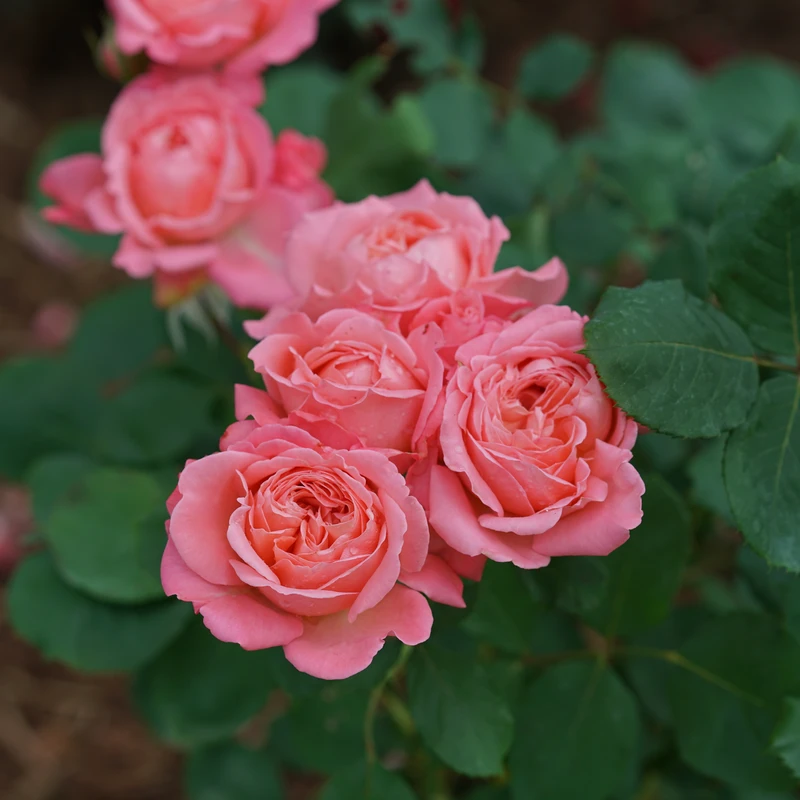 Reminiscent™ Coral Rose Reminiscent™ Coral Rose -Great Garden Plants Shop RosaReminiscentCoralDSC04183 800x800 1aecebf