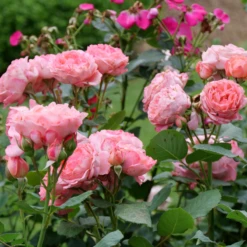 Reminiscent™ Coral Rose 2 Reminiscent™ Coral Rose -Great Garden Plants Shop RosaReminiscentCoralP1071688 800x800 bf500d0