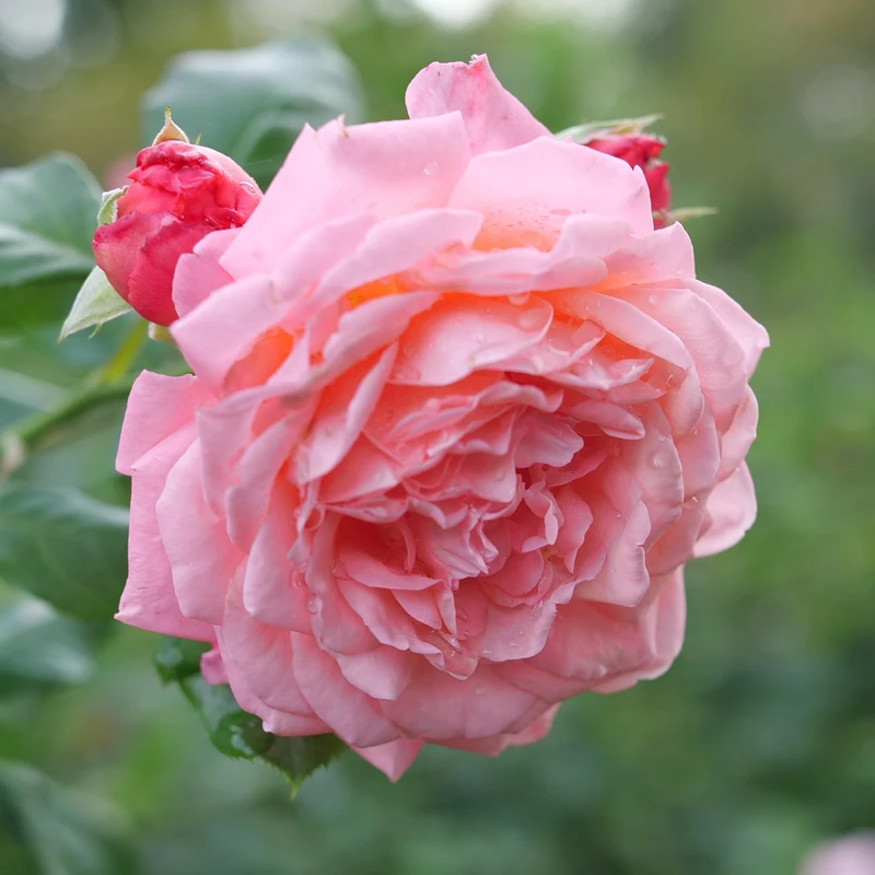 Reminiscent™ Coral Rose Reminiscent™ Coral Rose -Great Garden Plants Shop RosaReminiscentCoralP1105802 800x800 ee6c0f8