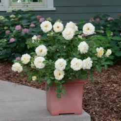 Reminiscent™ Crema Rose 2 Reminiscent™ Crema Rose -Great Garden Plants Shop RosaReminiscentCremaP1072050 800x800 861f9b3