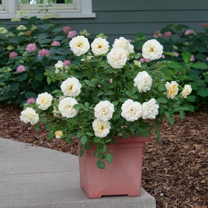 Reminiscent™ Crema Rose Reminiscent™ Crema Rose -Great Garden Plants Shop RosaReminiscentCremaP1072050 800x800 861f9b3