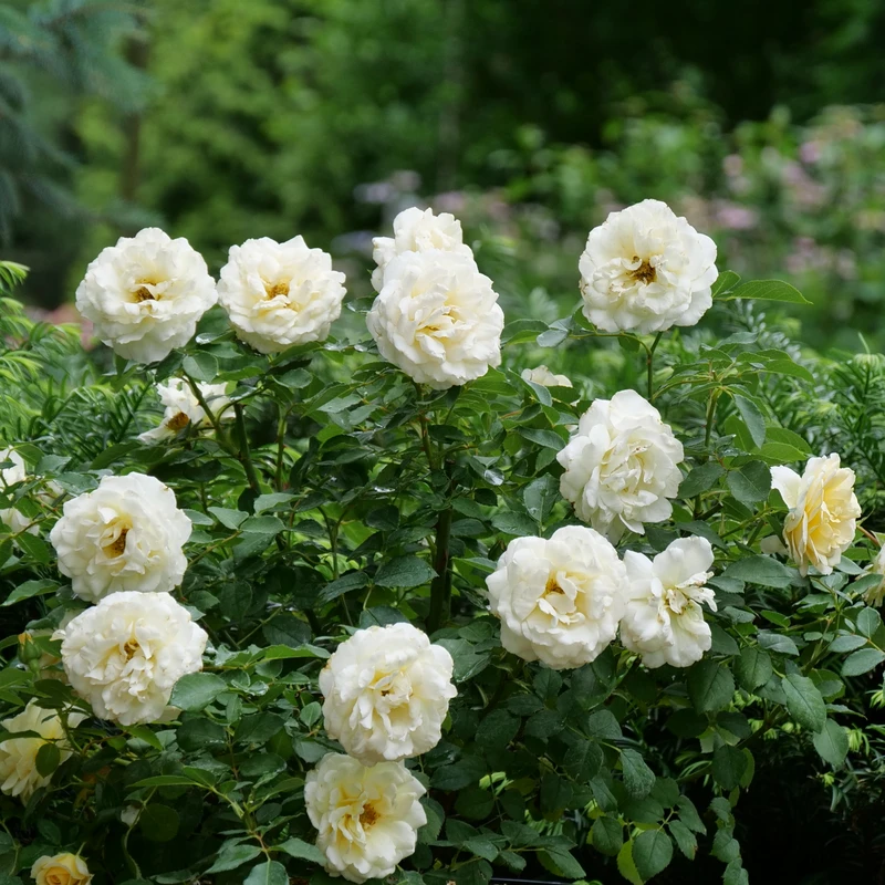 Reminiscent™ Crema Rose Reminiscent™ Crema Rose -Great Garden Plants Shop RosaReminiscentCremaP1072057 800x800 aa30ab0