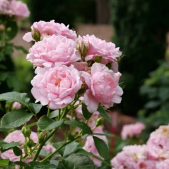 Reminiscent™ Pink Rose -Great Garden Plants Shop RosaReminiscentPinkP1071859 800x800 7063c0b