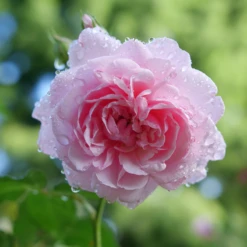 Reminiscent™ Pink Rose -Great Garden Plants Shop RosaReminiscentPinkP1094438 800x800 002b007