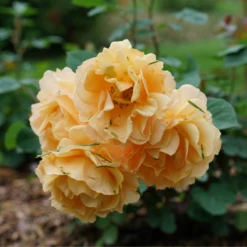 Rise Up Amberness™ Climbing Rose 2 Rise Up Amberness™ Climbing Rose -Great Garden Plants Shop RosaRiseUpAmbernessDSC09017 800x800 6ca8a6a