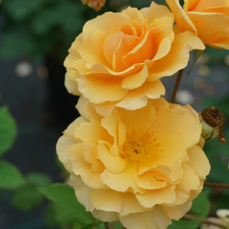 Rise Up Amberness™ Climbing Rose Rise Up Amberness™ Climbing Rose -Great Garden Plants Shop RosaRiseUpAmbernessDSC09288 800x800 c4cd886