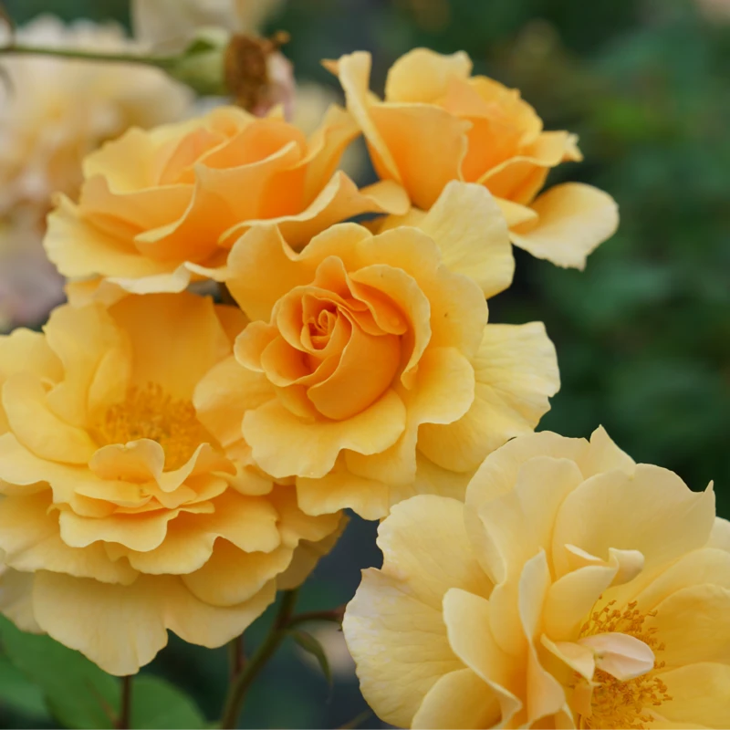 Rise Up Amberness™ Climbing Rose Rise Up Amberness™ Climbing Rose -Great Garden Plants Shop RosaRiseUpAmbernessDSC09290 800x800 72ab01e