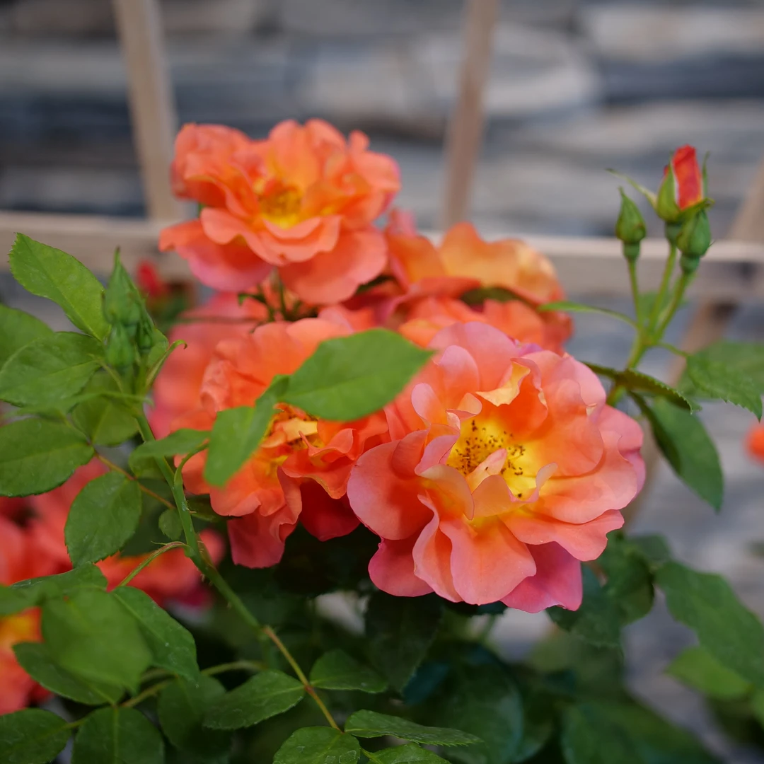 Rise Up Emberays™ Climbing Rose Rise Up Emberays™ Climbing Rose -Great Garden Plants Shop RosaRiseUpEmberaysP1184660 1080x1080 c37d544