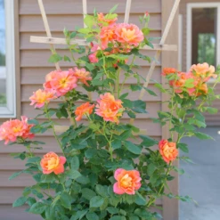 Rise Up Emberays™ Climbing Rose 2 Rise Up Emberays™ Climbing Rose -Great Garden Plants Shop RosaRiseUpEmberaysP1184672 1080x1080 5f6a7b4