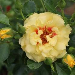 Rise Up™ Ringo® Climbing Rose -Great Garden Plants Shop RosaRiseUpRingoIMG 1573 800x800 ee828f9
