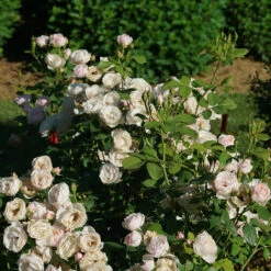 Flavorette Pear'd™ Rose -Great Garden Plants Shop Rosa Flavorette Peard DSC06970