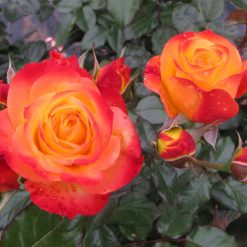 Oso Easy En Fuego™ Rose Oso Easy En Fuego™ Rose -Great Garden Plants Shop Rosa Oso Easy En Fuego 6
