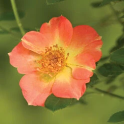 Oso Easy Paprika® Rose -Great Garden Plants Shop Rose Oso Easy Paprika 3 P