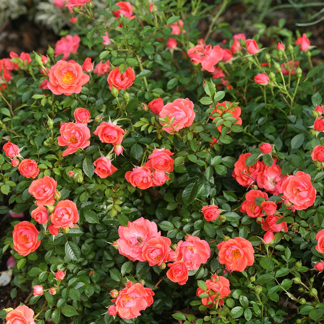 Oso Easy® Mango Salsa Rose Oso Easy® Mango Salsa Rose -Great Garden Plants Shop RoseOsoEasyMangoSalsa3