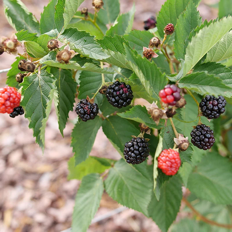 Taste of Heaven™ Blackberry Taste Of Heaven™ Blackberry -Great Garden Plants Shop Rubus Taste of Heaven P1237954