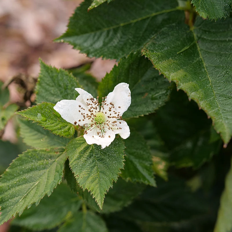 Taste of Heaven™ Blackberry Taste Of Heaven™ Blackberry -Great Garden Plants Shop Rubus Taste of Heaven P1238088