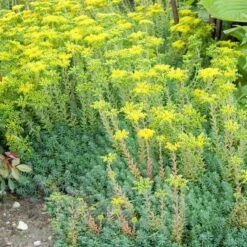 'Blue Spruce' Stonecrop -Great Garden Plants Shop SEDBS1Q 3 sw