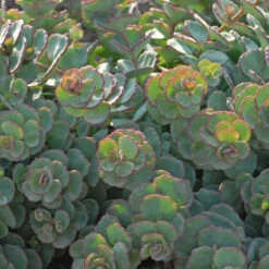 Succulent Ground Cover Collection -Great Garden Plants Shop SEDSI1Q 3