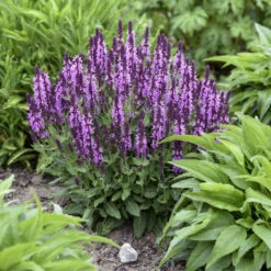 'Pink Profusion' Salvia -Great Garden Plants Shop Salvianemorosa PinkProfusion PP31435CPBRAF0001lowres
