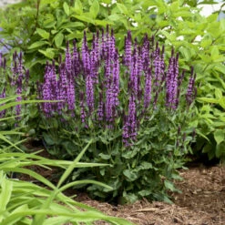 'Pink Profusion' Salvia -Great Garden Plants Shop Salvianemorosa PinkProfusion PP31435CPBRAF0003lowres