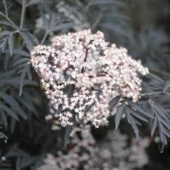 Black Lace® Elderberry -Great Garden Plants Shop Sambucus Black Lace 2 P 2c181c6b add6 4d91 a371 7092c4b2fa11 sw