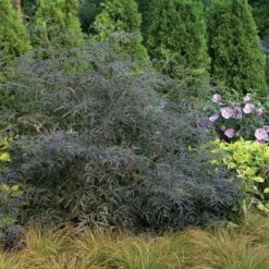 Black Lace® Elderberry -Great Garden Plants Shop Sambucus Black Lace 3 P d57d2790 77fc 4b00 8d64 337af5479821 sw