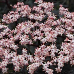 Black Lace® Elderberry -Great Garden Plants Shop Sambucus Black Lace 4 P 7c541a7c 633d 4310 8b91 2f472c43f536 sw