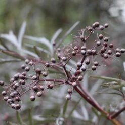 Black Lace® Elderberry -Great Garden Plants Shop Sambucus Black Lace 6 P d5026fff ac27 4405 91a6 ded5ac7d0249 sw