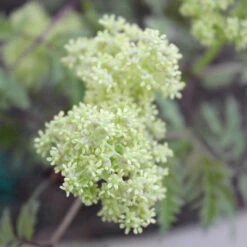 Lemony Lace® Elderberry 2 Lemony Lace® Elderberry -Great Garden Plants Shop Sambucus Lemony Lace 3 P