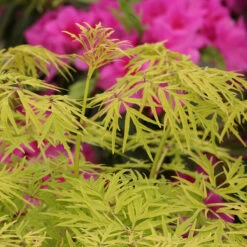 Lemony Lace® Elderberry 4 Lemony Lace® Elderberry -Great Garden Plants Shop Sambucus Lemony Lace 5 P