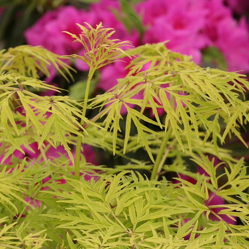 Lemony Lace® Elderberry Lemony Lace® Elderberry -Great Garden Plants Shop Sambucus Lemony Lace 5 P