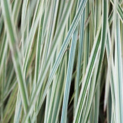 Shining Star™ Bluestem Grass -Great Garden Plants Shop Schizachyrium Shining Star ECG 2021 web2 80858