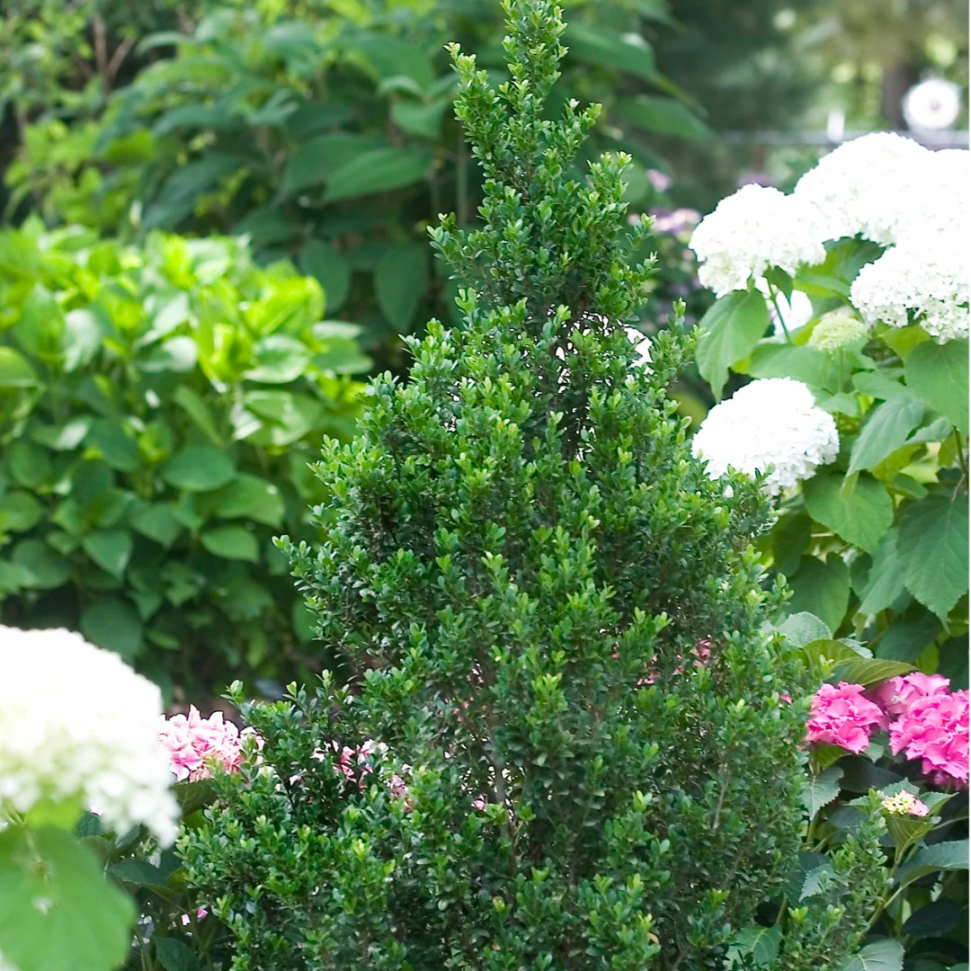 Sky Box® Japanese Holly Sky Box® Japanese Holly -Great Garden Plants Shop