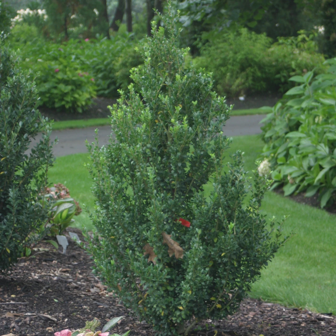 Sky Box® Japanese Holly Sky Box® Japanese Holly -Great Garden Plants Shop