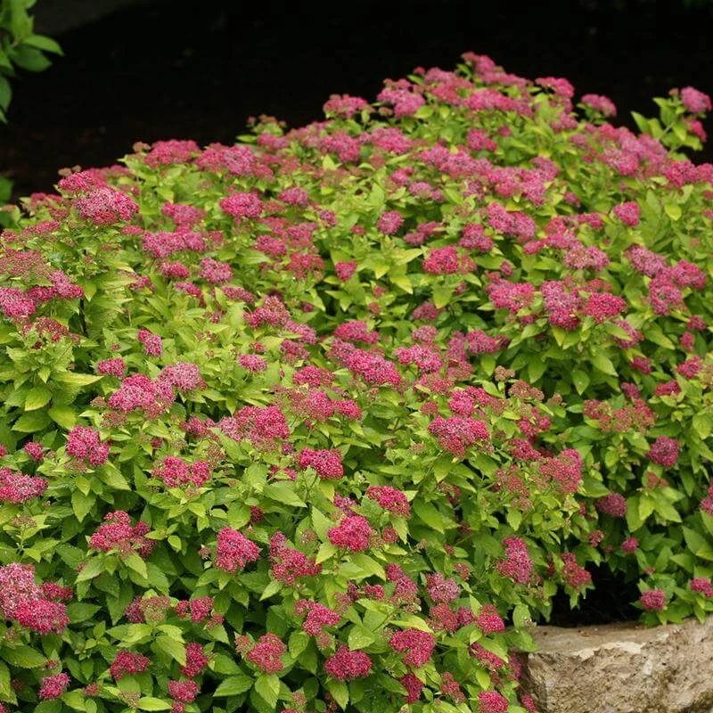 Double Play® Gold Spirea Double Play® Gold Spirea -Great Garden Plants Shop Spiraea Double Play Gold 1 P sw