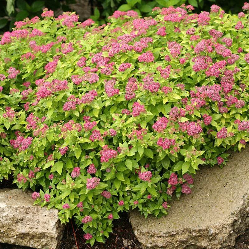 Double Play® Gold Spirea Double Play® Gold Spirea -Great Garden Plants Shop Spiraea Double Play Gold 2 P sw
