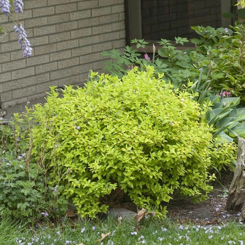 Double Play® Gold Spirea Double Play® Gold Spirea -Great Garden Plants Shop Spiraea Double Play Gold 4 P sw