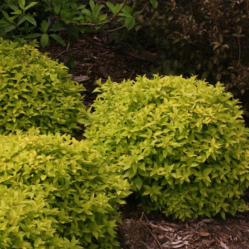 Double Play® Gold Spirea Double Play® Gold Spirea -Great Garden Plants Shop Spiraea Double Play Gold 5 P sw