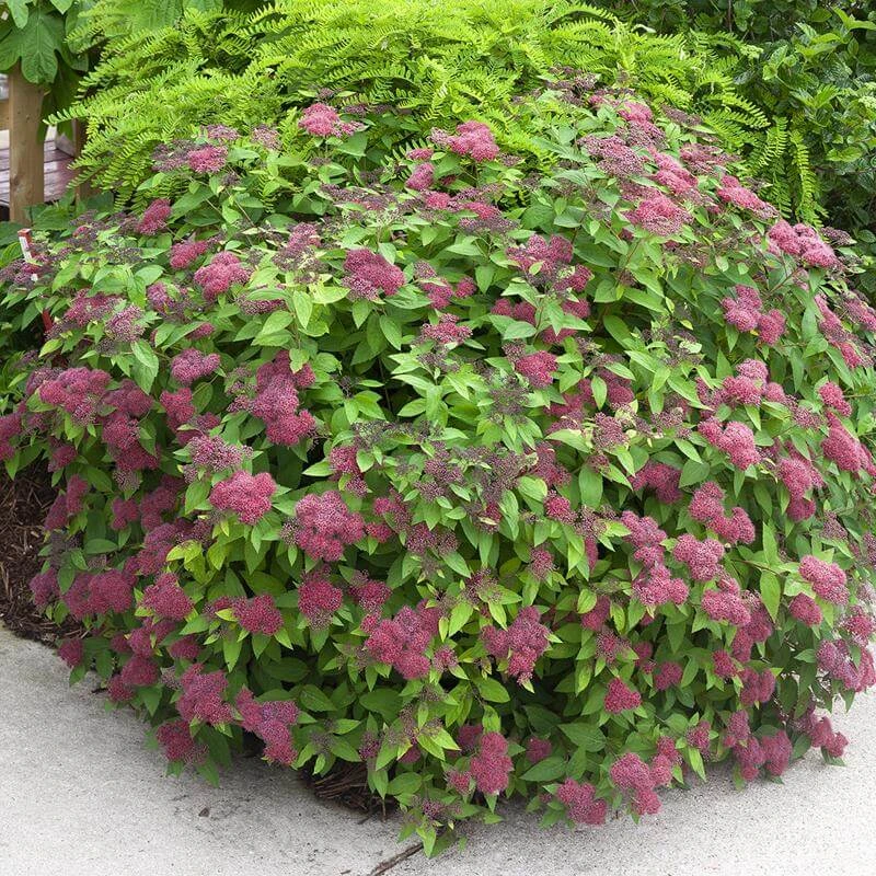 Double Play® Red Spirea Double Play® Red Spirea -Great Garden Plants Shop Spiraea Double Play Red 2 P sw