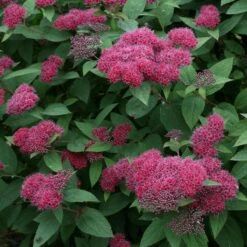 Double Play® Red Spirea 2 Double Play® Red Spirea -Great Garden Plants Shop Spiraea Double Play Red 3 P sw