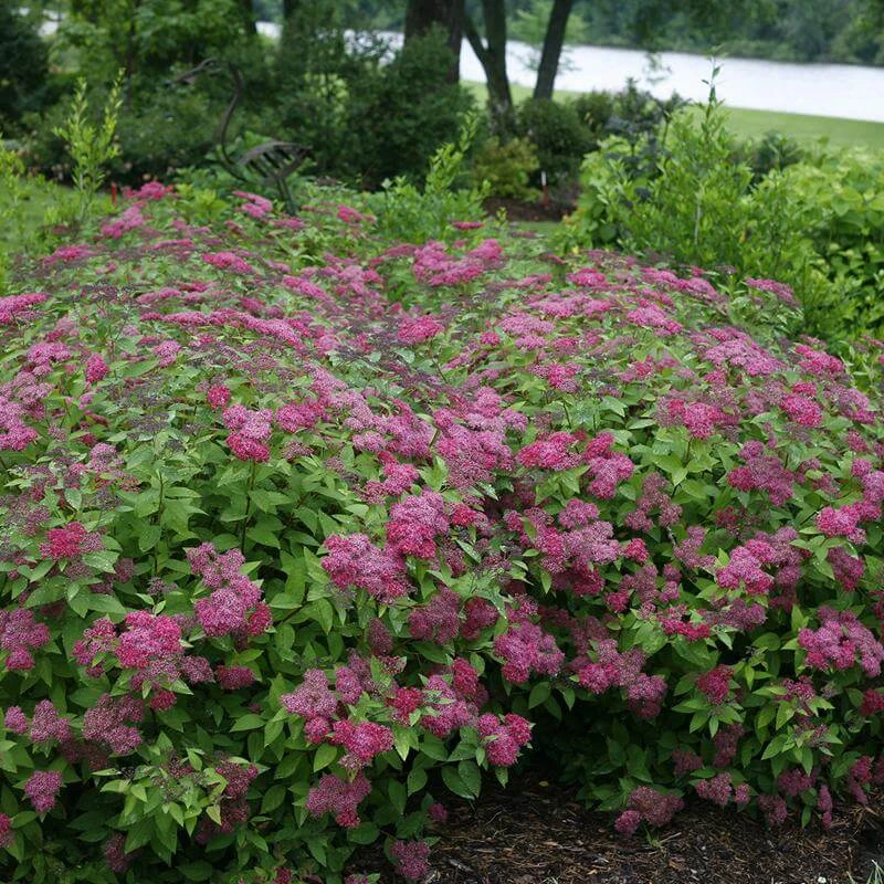 Double Play® Red Spirea Double Play® Red Spirea -Great Garden Plants Shop Spiraea Double Play Red 4 P sw